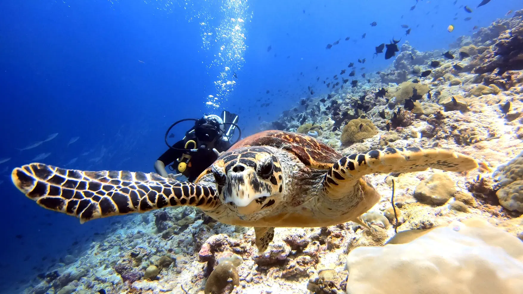 Island Explorer - Image 3